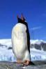 ジェンツーペンギン