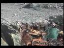 [YouTube] ゴミのなかを歩くペンギン