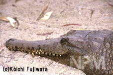 オーストラリア八虫類館へ