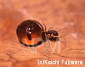 オーストラリア昆虫館へ