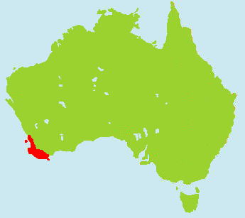 �N�A�b�J�����r�[�����}�b�v