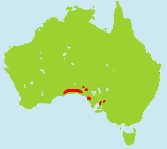 �~�i�~�P�o�i�E�H���o�b�g�����}�b�v