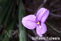 オーストラリア植物館へ