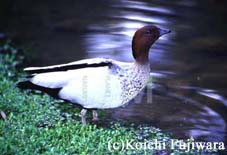 オーストラリア鳥類館へ