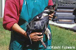 油まみれで死んでいく